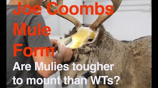Deer Taxidermy ... Mule deer on Joe Coombs form . Art of Taxidermy.