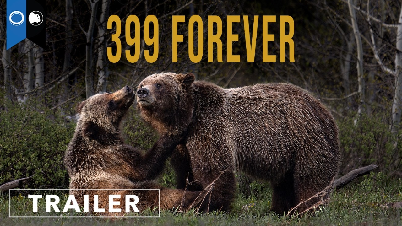 Grizzly 399 documentary '399 Forever' arrives on Amazon Prime