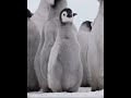 Fluffy baby penguin chick 