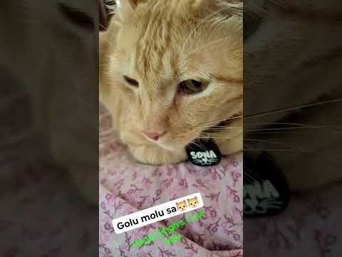 Golu molu sa🐱🐱 #cat #mau #mau #petshub