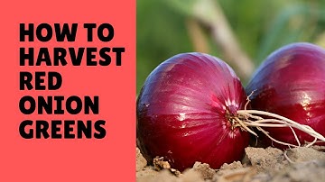 How To Harvest Red Green Onions With Time Lapse Of Their Super Fast Growth