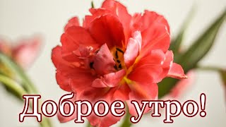 ❤️❤️❤️ПОЖЕЛАНИЕ НА ВЕСЬ ДЕНЬ❤️❤️❤️ С Добрым Утром Хорошего Дня. Доброе Утро! СТИХ