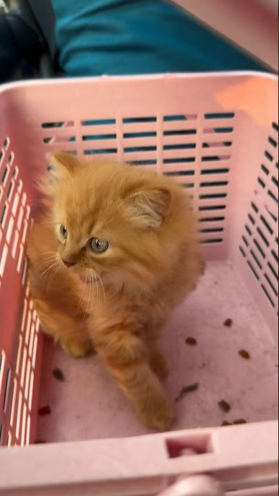 Brown persian cat #cat #catlover #catvideos #catvoice