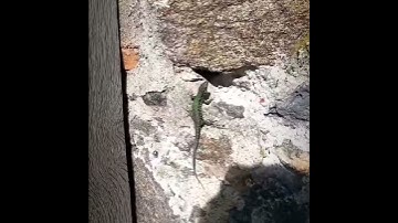 GoPro Hero 7 Black SLOW MOTION 60 fps "Gekko"