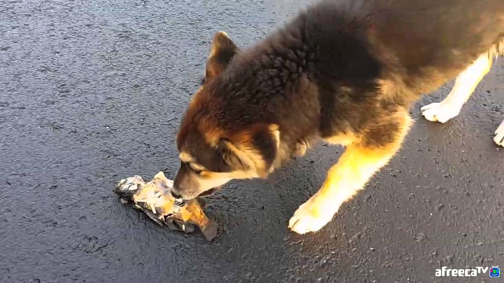 명인TVㅣ볼락 23cm 개 주는 영상ㅣDog eat Rockfish YouTube