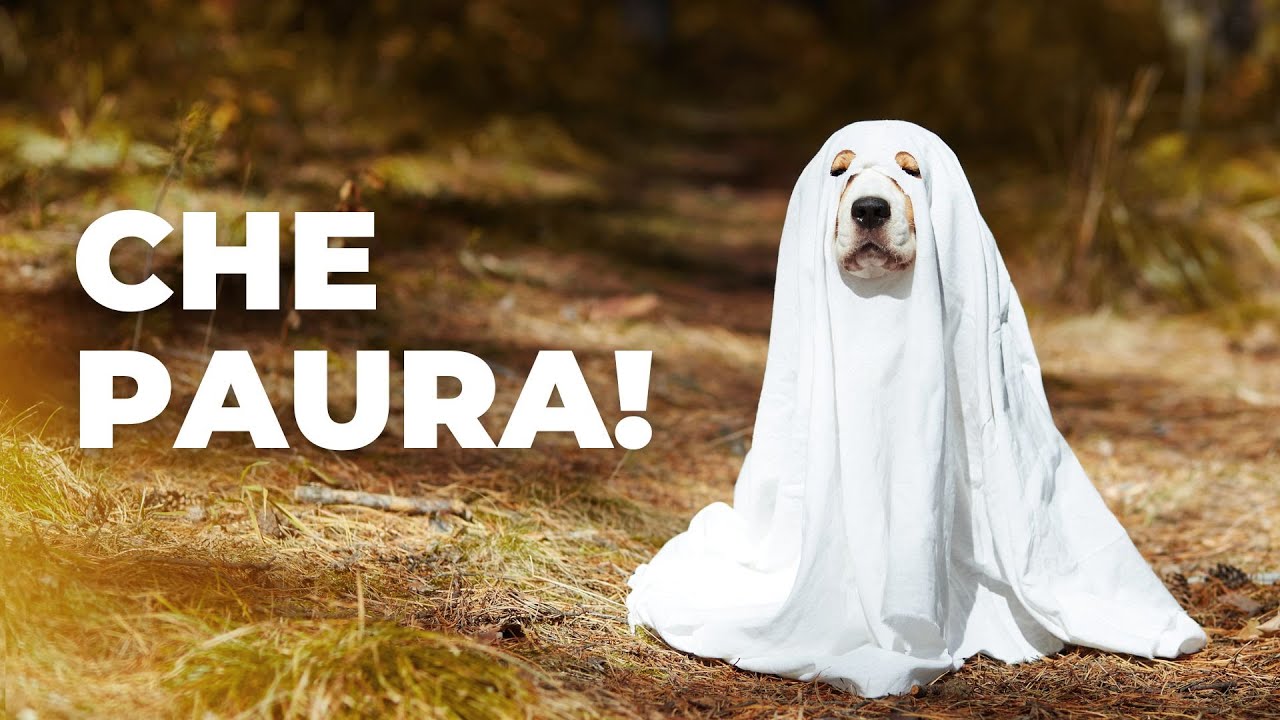Cosa fare se le persone hanno paura del cane