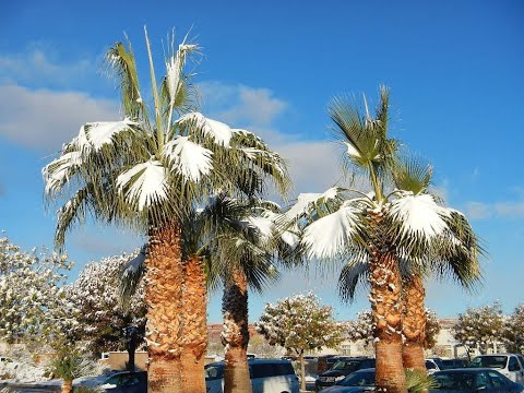 Mexican Fan Palm & California Fan Palm Cold tolerance