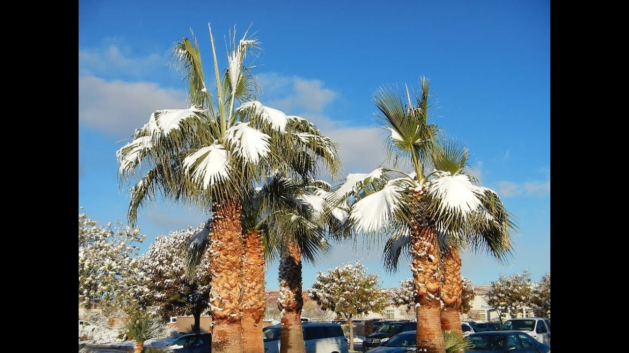 Mexican Fan Palm & California Fan Palm Cold tolerance YouTube