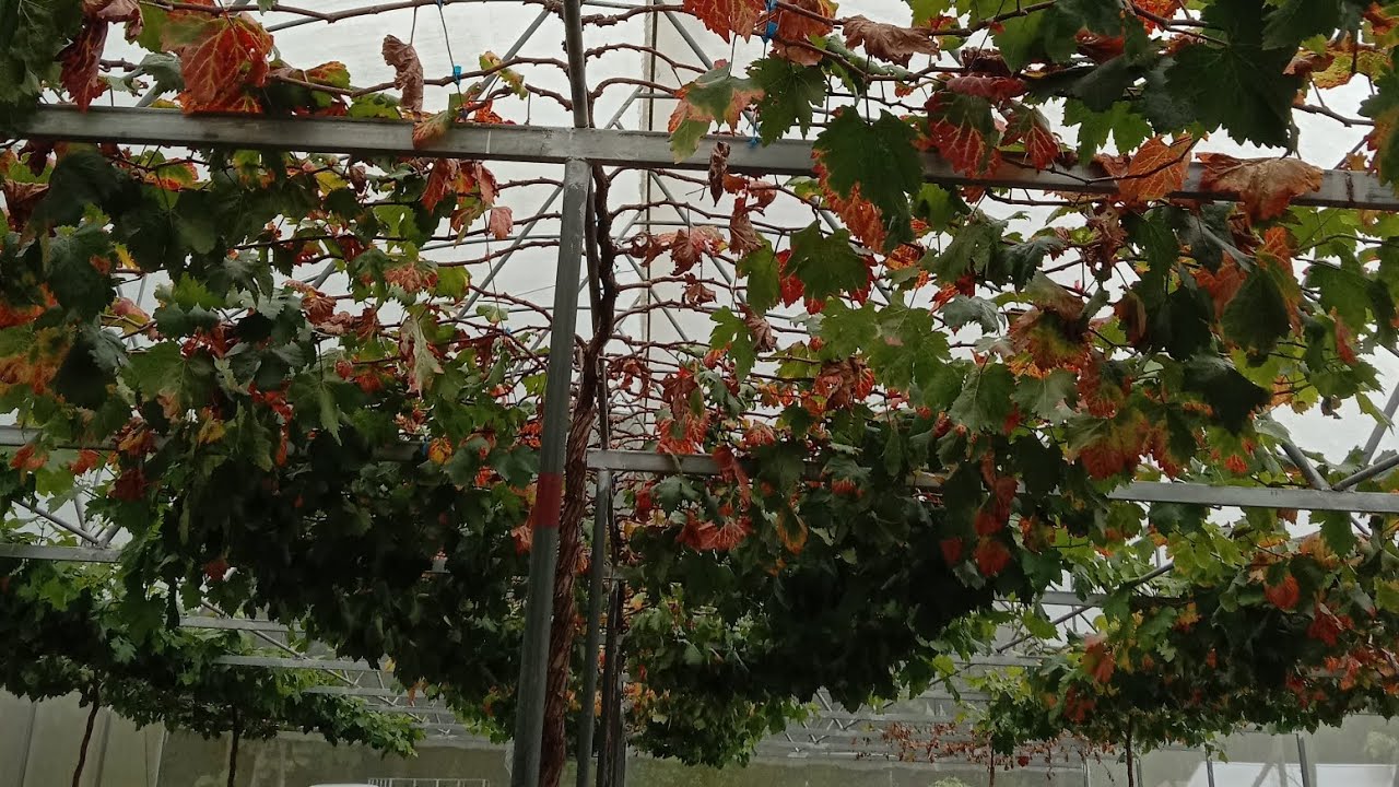 สะสมอาหารแบบไหน อย่างไร องุ่นถึงจะติดดอกออกผล -สวนองุ่นเกศปรียา