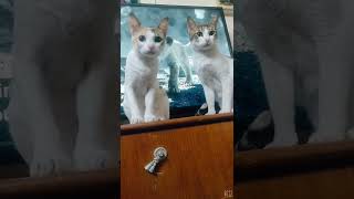 Cute Cats Videos Tabby Cat Bengal Cat Meow Funny Cats Cute Kittens