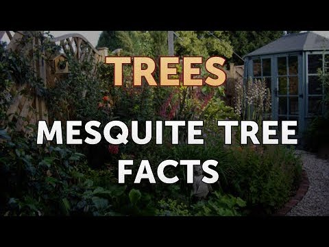 Video: Informácie o rastline Mesquite: Ako pestovať strom Mesquite