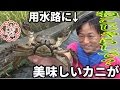 ねこじゃらしで用水路にいる高級カニを捕まえる！#1