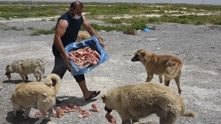 Köpeklere Bakmak Için Minibüs Satın Alıp Tankere Çevirdi10 Yıldır Her Gün Köpeklere Yiyecek Veriyor