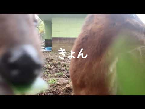 八丈島のキョン もぐもぐ動画 八丈島 キョン ライブカメラ風 Youtube