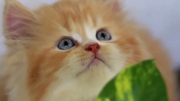 Video 10203471: colour persian cat kitten, persian cat kitten white, persiancat kitten, home pets