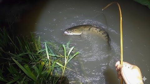 Cấm câu đêm trở lại vùng tháp mười sau mùa lủ rúc nước.con nào con nấy to khiếp luôn