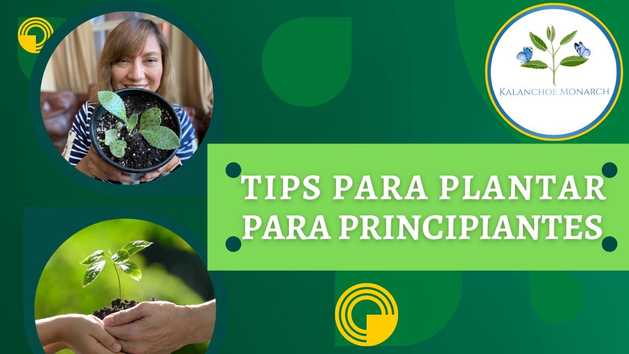 Tips para plantar Nivel Principiantes | Kalanchoe Monarch