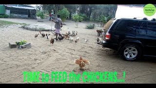 Sheamoringatv Ep Feeding Some Of The Chickens