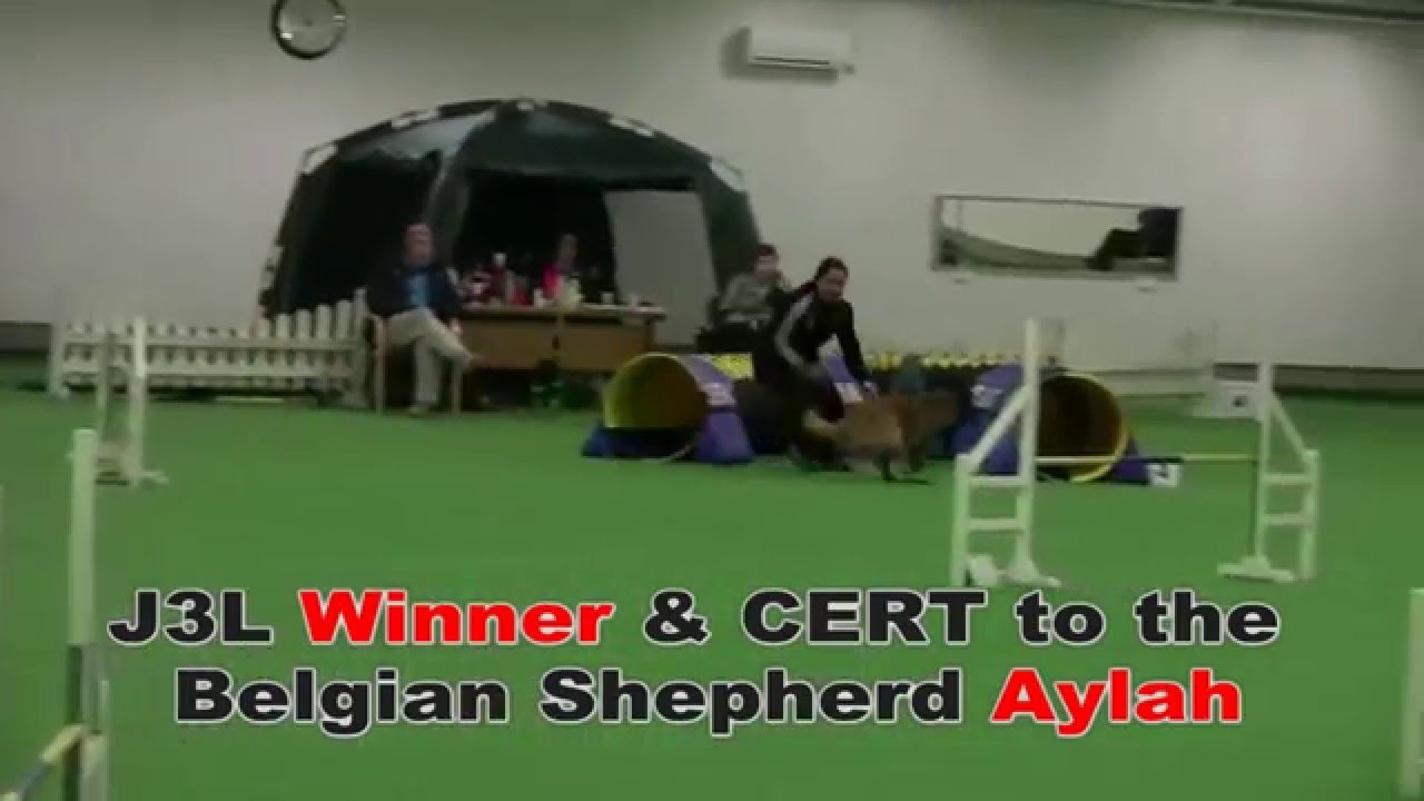 belgian sheepdog westminster dog show winner u0026 cert to belgian tervuren shepherd aylah agility jump 3 belgian sheepdog westminster dog show winner u0026 cert to belgian tervuren shepherd aylah agility jump 3