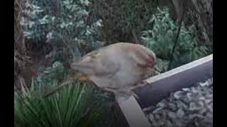 Watch Feeder 818 video