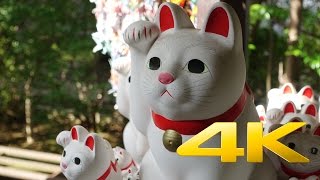 Gotokuji Temple / Maneki Neko - Tokyo - 豪徳寺 - 4K Ultra HD