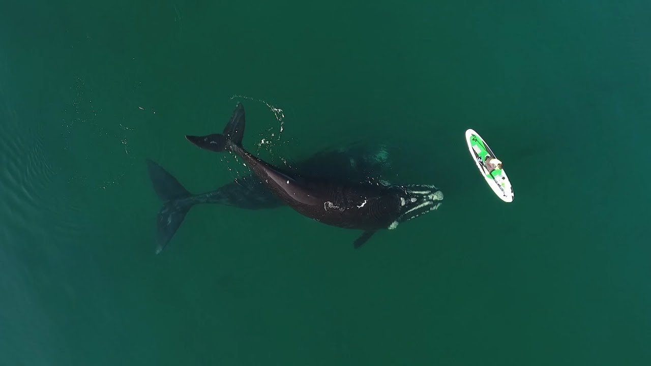 Ballenas en Puerto Madryn: la historia detrás de las imágenes que recorren el mundo