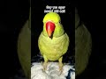 #parrot #talkingparot #birds #eating #eatingshow #funny #food #shorts #ytshorts #mithukibatain #fun