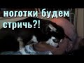 Ноготки будем стричь?! // Просит папу поцеловать. Чихуахуа Пулька и шотландская кошка Буня.