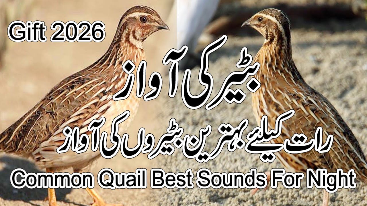 Batair Ki Awaz | Best Common Quail Sound For Night | رات کے لیے بٹیر کی بہترین آواز