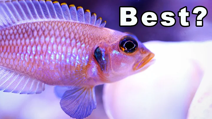 All Our Shell Dweller Cichlids - Ranked! (Ok, One ...