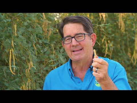 Video: Můžete jíst Mesquite – informace o jedení částí stromu Mesquite
