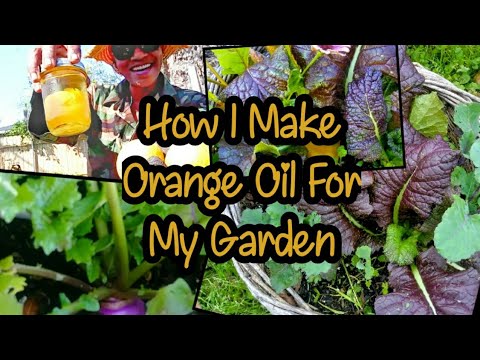 How I Make Orange Oil For Garden