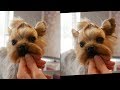 PetGroooming - Yorkie Full Groom Using Comb Attachments #89