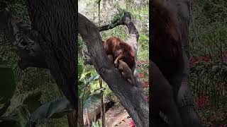 Full Video: 2 Bear Cubs Fight and Then Learn to Share! (Bear Feeding Time)