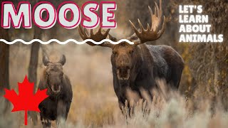 Moose | English Listening