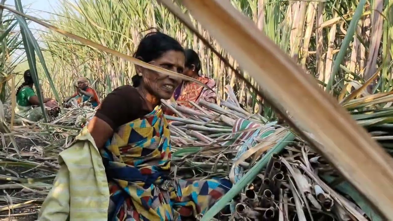 उसाचा काचोळा काढणी.#शेतकरी #कामगार 