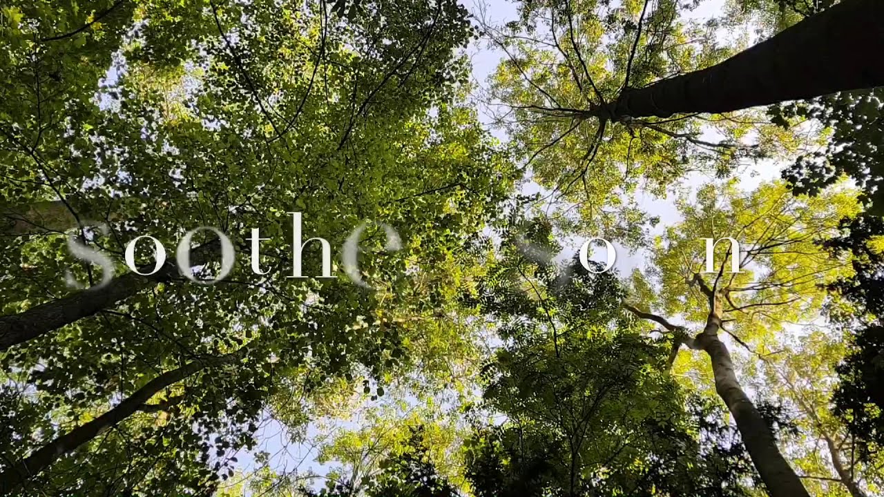 English Countryside | Shinrin Yoku Forest Bathing | Relaxation Nature ...