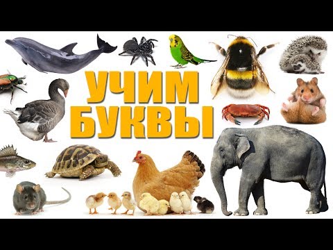 Учим буквы ( + учим животных, насекомых, птиц и т.д). Детский канал Melissa and family