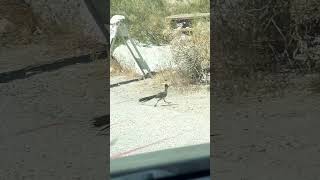 Correcaminos Anza Borrego