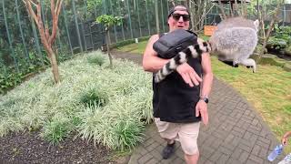 Lemur gone wild at Bali Zoo!!!!