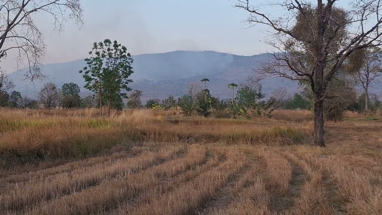 ทีมงานผุ้บ่าวเฒ่า.ออกท่งออกท่าหน้าแลงไฟไหม้ภูเขาครับ.17.ก.พ.69