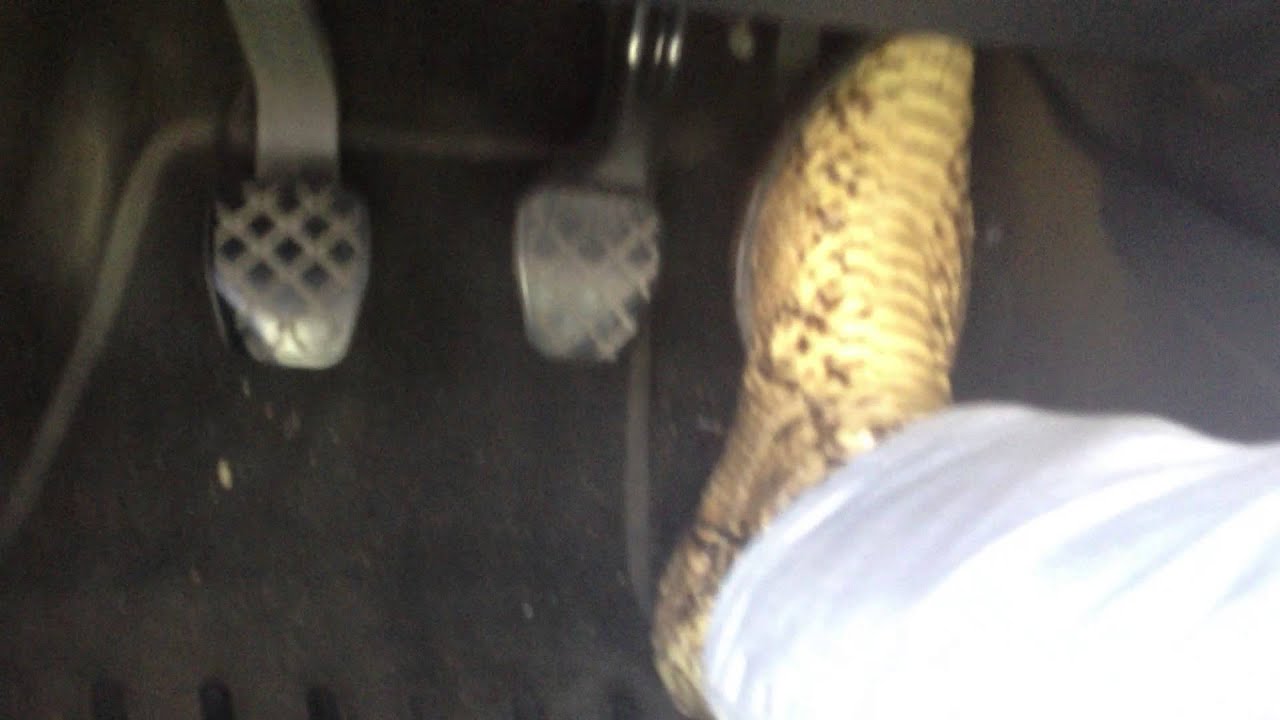 Tough leadfoot driving and brutal revving in snakeskins cowboy boots