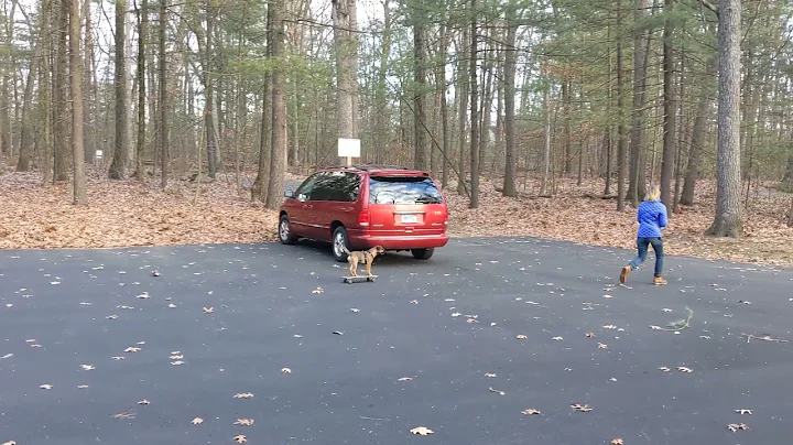 Border Terrier Coolidge on skateboard 2