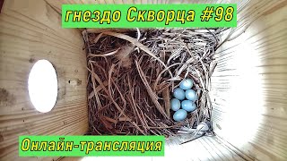 #онлайн_трансляция из гнезда #скворца №98.  День 26 мая 2023 года. город Калуга