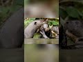 Giant River Otters' Incredible Hunting Formation #amazon #documentary #wildlife