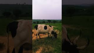 cows grazing #cow #grazingcows #animals #shorts #atthefarm