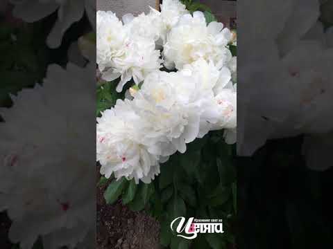 Видео: Божури (74 снимки): засаждане на красиви цветя на открито, грижа за тях. Как изглеждат листата на божурите и техните пъпки? Кога да отрежете божурите след цъфтежа?