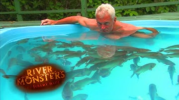 Nager avec des Piranhas a Ventre Rouge - Monstres de rivière