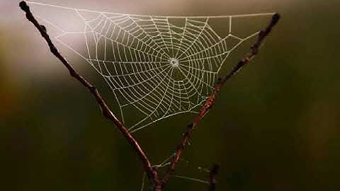 تلاوة رائعة من اواخر سورة العنكبوت مع القارئ عبد الرحمن مسعد