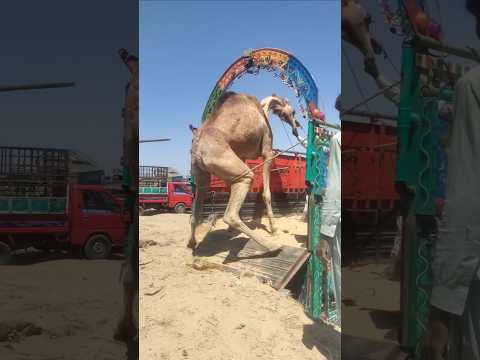 محاولة تحميل الجمال فوق طاقة السيارة لحظة صعبة